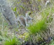 Gray squirrel and nesting materials, Unexpected Wildlife Refuge photo