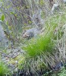 Squirrel gathering nesting materials, Unexpected Wildlife Refuge photo