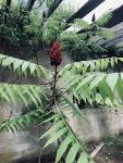 Staghorn sumac