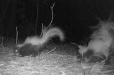 Baby striped skunks, Unexpected Wildlife Refuge trail camera photo