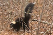Baby striped skunk, Unexpected Wildlife Refuge photo