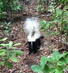 Striped skunk on trail, Unexpected Wildlife Refuge photo