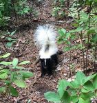 Baby striped skunk, Unexpected Wildlife Refuge photo