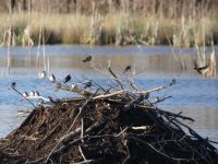 Swallows, Unexpected Wildlife Refuge photo