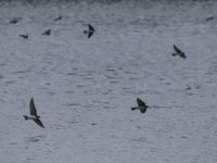 Swallows over main pond, Unexpected Wildlife Refuge photo