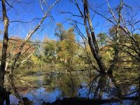 Swamp habitat, Unexpected Wildlife Refuge photo