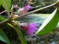 Swamp loosestrife at Muddy Bog, Unexpected Wildlife Refuge photo