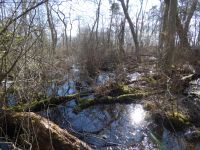 Swampy habitat, Unexpected Wildlife Refuge photo