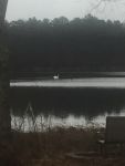 Swan in main pond, Unexpected Wildlife Refuge photo