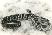 Timber rattlesnake, photo by co-founder Hope Sawyer Buyukmihci