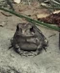 Toad sheltering in a storm, Unexpected Wildlife Refuge photo