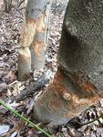 Beaver-gnawed trees, Taunton Lake, courtesy Monica Czyzyk