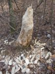 Stump after beavers cut down tree, Unexpected Wildlife Refuge photo