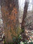 Tree as a source of nourishment for sapsuckers and fungi, Unexpected Wildlife Refuge photo