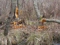 Trees downed by beavers, Unexpected Wildlife Refuge photo