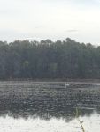 Trumpeter swan on the main pond