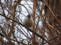 Tufted titmouse in tree, Unexpected Wildlife Refuge photo