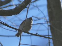 Tufted titmouse