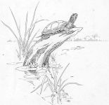 Turtle resting on stump, sketch by Hope Sawyer Buyukmihci, Refuge co-founder and artist