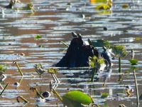 Turtles sunning themselves on stump in main pond, Unexpected Wildlife Refuge photo
