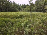 Vernal pond in Pinelands