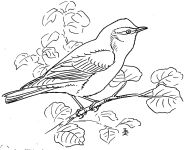 Vireo sketch by Edmund J Sawyer