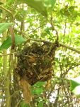 Vireo nest, Unexpected Wildlife Refuge photo