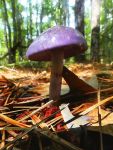 Viscid violet cort mushroom, Unexpected Wildlife Refuge photo