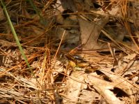 Wasp with grasshopper prey, Unexpected Wildlife Refuge photo