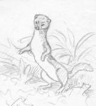 Weasel drawing by Hope Sawyer Buyukmihci