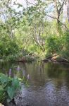 Refuge wetland near Unexpected Road, Unexpected Wildlife Refuge photo