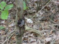 Wheel bug nest and nymphs, Unexpected Wildlife Refuge photo