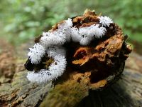 White coral slime mold
