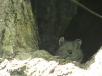 White-footed mouse, Unexpected Wildlife Refuge photo