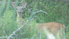 White-tailed deer along Miller Pond stream, Unexpected Wildlife Refuge photo