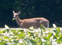 White-tailed deer eating lily in main pond, Unexpected Wildlife Refuge photo