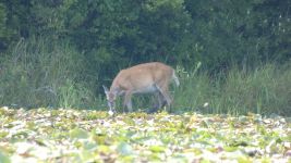 White-tailed deer browsing in main pond, Unexpected Wildlife Refuge photo