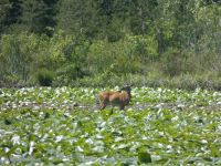 White-tailed deer grazing on lily pads in main pond, Unexpected Wildlife Refuge photo