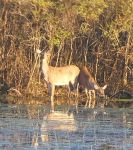 White-tailed deer at main pond, Unexpected Wildlife Refuge photo