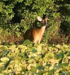White-tailed deer browsing water lilies, Unexpected Wildlife Refuge photo