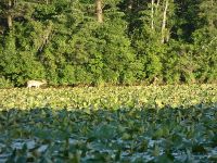 White-tailed deer in main pond, Unexpected Wildlife Refuge photo