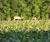 White-tailed deer in main pond, Unexpected Wildlife Refuge photo