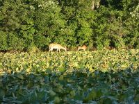 White-tailed deer in main pond, Unexpected Wildlife Refuge photo