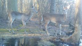 White-tailed deer, Unexpected Wildlife Refuge trail camera photo