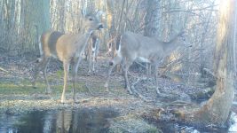 White-tailed deer safe at Unexpected Wildlife Refuge, Unexpected Wildlife Refuge trail camera photo