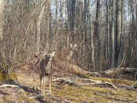 White-tailed deer in woods, Unexpected Wildlife Refuge trail camera photo