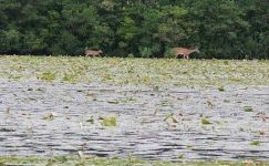 White-tailed deer mother and child, Unexpected Wildlife Refuge photo