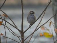 White-throated sparrow, Unexpected Wildlife Refuge photo