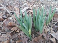 Wild daffodils sprouting, Unexpected Wildlife Refuge photo