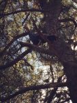 Wild turkey in tree, Unexpected Wildlife Refuge photo